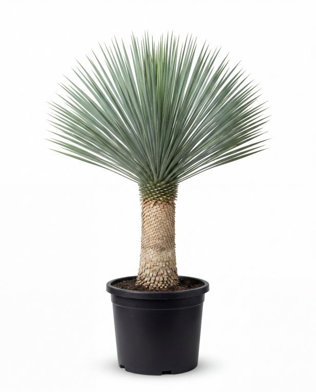 Yucca rostrata stam 60-70 p45 - 1