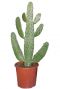 10034 - opuntia consolea
