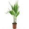 Washingtonia robusta multitrunk