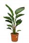 Strelitzia nicolai