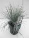 Festuca glauca Elijah Blue - set van 3