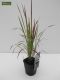 Imperata cylindrica Red Baron - set van 3