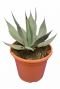 Agave neomexicana