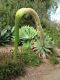 Monstera Siltepecana