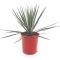 2767 - yucca rigida-min