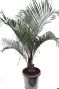 6053 - dypsis decary 140-160 42 groot k-min