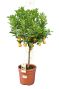 6972 - citrus mitis 80-90 21 trunk 30 jpeg-min