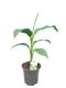 8115 - musa bajoo 2 ltr pot-min