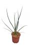 Hesperaloe parviflora