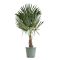 0000 trachycarpus fortunei stam 20-30