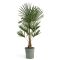 0003 trachycarpus fortunei stam 15-20