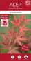 Acer palmatum atropurpureum 5-min