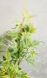 Acer palmatum butterfly 4-min