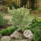Acer palmatum butterfly 5-min