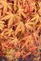 Acer palmatum cascade ruby tuinplant 24