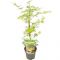 Acer palmatum emerald lace 1-min