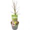 Acer palmatum emerald lace 2-min