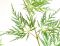 Acer palmatum emerald lace 3-min