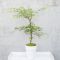 Acer palmatum emerald lace 4-min