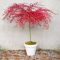 Acer palmatum emerald lace 5-min
