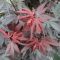 Acer palmatum skeeter s broom-min