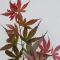 Acer palmatum skeeter s broom 2-min