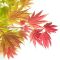 Acer shirasawanum moonrise blad
