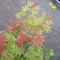 Acer shirasawanum moonrise blad 3