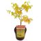 Acer shirasawanum moonrise full-min 1