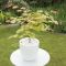 Acer shirasawanum moonrise pot