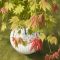 Acer shirasawanum moonrise pot 2