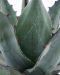 Agave havardiana p22 - 2