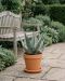 Agave havardiana p22 - 3
