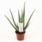 Aloe vera p14 1