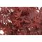 Atropurpureum blad-min