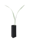 Bismarckia nobilis seedling