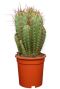 Cactus-neocardenasia-herzogiana 1