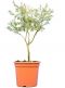 Caesalpinia gilliesii 70-90 25 groot  k-min