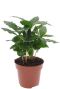 Coffea arabica plant mps 10072
