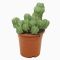 Euphorbia fruticosa p17