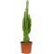 Euphorbia trigona jpeg