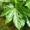 Fatsia japonica produkt k-min