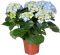 Hydrangea early blue