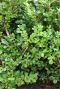 Ilex crenata Jenny 6-pack