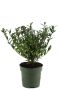 Ilex crenata Jenny - set van 5