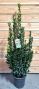 Laurus nobilis p27 1