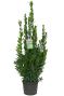 Laurus nobilis p27 white background jpeg 1