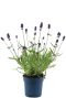 Lavande angustifolia felice p10 1