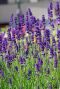 Lavandula angustifolia gardenpflanze