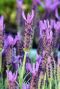 Lavandula stoechas anouk gartenpflanze